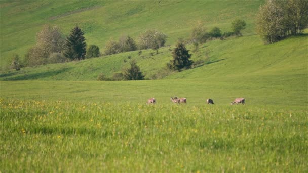 Fast Motion Deer Graze Green Grassy Meadow Wildlife Nature Background — Stock Video