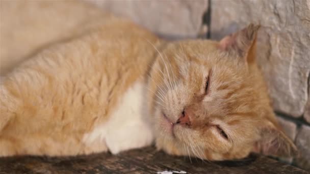 Kızıl Şirin Bir Kedinin Portresi Huzur Içinde Uyu Hayal Kur — Stok video