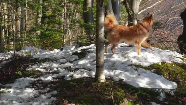 Коричневий Собака Змішаної Породи Йде Камери Сонячному Лісі Зимовій Природі — стокове відео