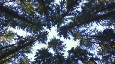 Yeşil Orman Doğa Parkı manzarasının aşağısında. Düşük açılı manzara - çam ağacından taç giymiş ağaçlara bakıyorum.