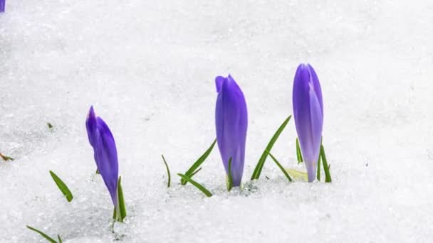 Снег Быстро Тает Шафрановый Цветок Крокус Расцветает Весной Лугу Природы — стоковое видео