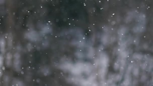 Neve Está Nevando Fundo Inverno Borrado Estação Fria Dezembro Natureza — Vídeo de Stock