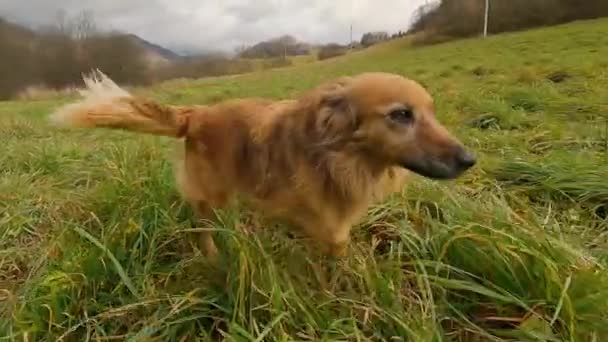 Happy Brown Dog Mixed Breed Follow Camera Walk Spring Nature — Stock video