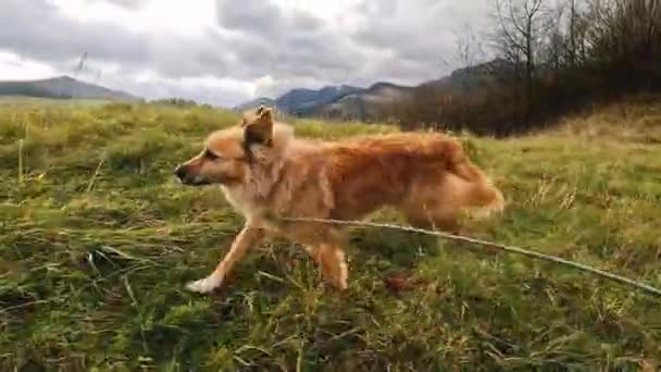 Dwa Psy Happy Brown Mieszana Rasa Biegająca Wsi Wiosną Przyroda — Wideo stockowe