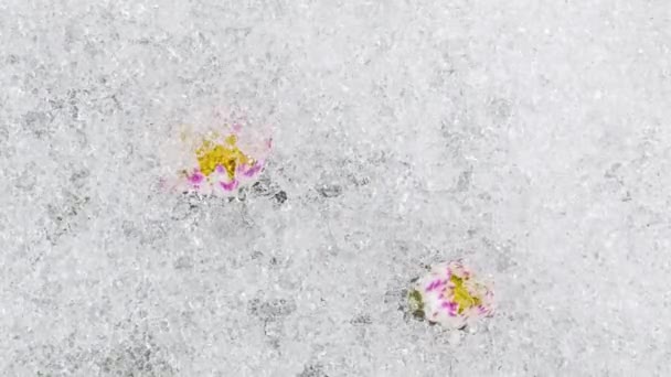 Крупный План Верхний Вид Снег Быстро Тает Зеленом Лугу Белыми — стоковое видео