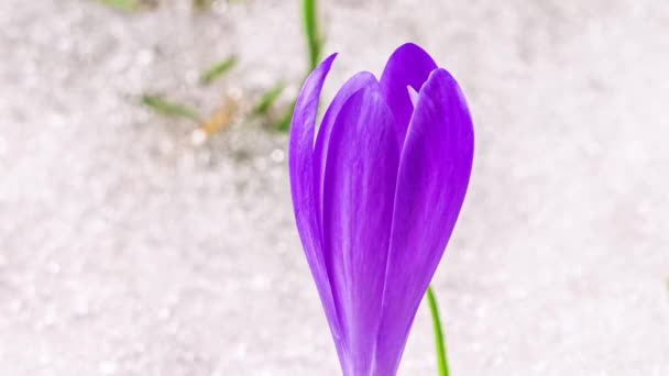 Yeşil Çayırlarda Hızla Eriyen Çiçek Açan Crocus Çiçeğinin Yakın Çekimi — Stok video