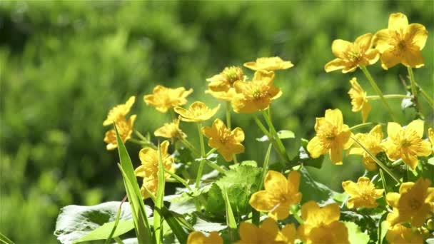 Κίτρινα Λουλούδια Marsh Marigold Caltha Palustris Κινούνται Αεράκι Αέρα Στην — Αρχείο Βίντεο