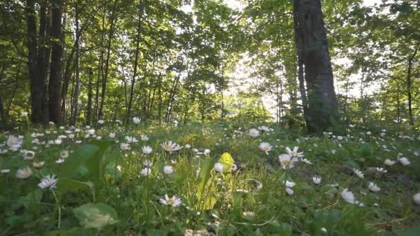 Flor Margarida Branca Florescendo Natureza Floresta Verde Primavera Ensolarada Movimento — Vídeo de Stock