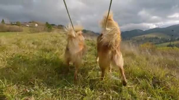 2つの茶色の幸せな犬に続いて春の自然の散歩で彼らの尾 低い角度ビュー犬チームのトレーニング — ストック動画