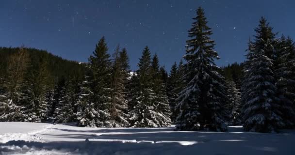 Время Ночного Голубого Звездного Неба Звездами Над Зимней Лесной Природой — стоковое видео
