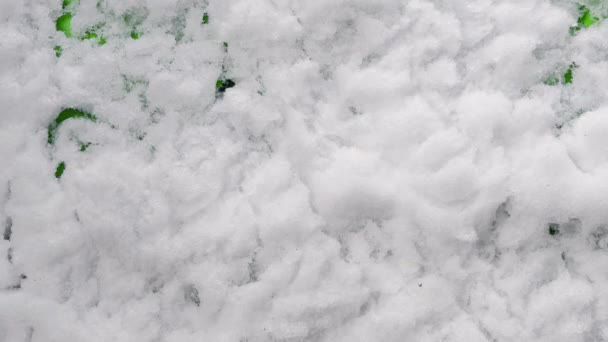 Nieve Derrite Rápido Banner Venta Primavera Descuento Publicidad Precios Ideal — Vídeo de stock