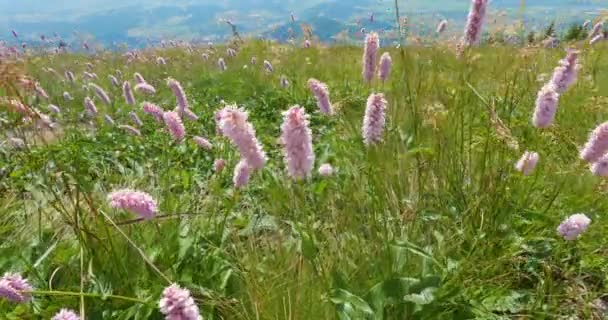 Růžové Květy Bistrot Bistorta Officinalis Kvetoucí Pohybující Větru Zelené Alpské — Stock video