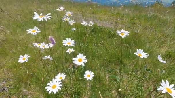 白い花が咲き 夏の晴れた自然の中で緑のアルプスの牧草地の風に穏やかに動いています — ストック動画