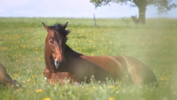 Portrét Hnědého Jezdeckého Koně Ležícího Zelené Kvetoucí Louce Jeho Černé — Stock video