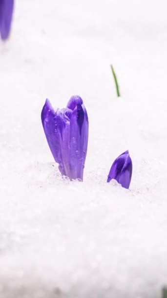 Neve Derretendo Rápido Natureza Primavera Flor Croco Florescendo Prado Fresco — Vídeo de Stock