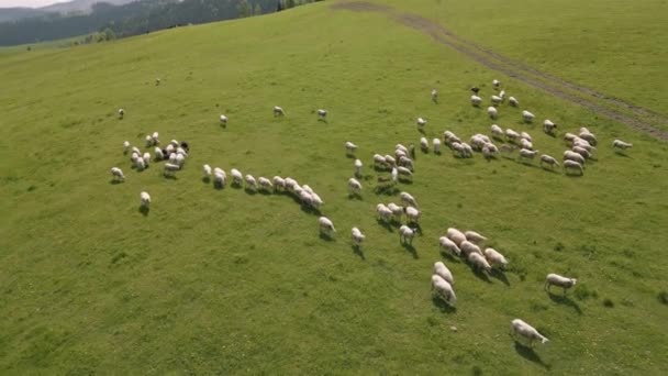 Pemandangan Udara Dari Kawanan Domba Merumput Padang Rumput Hijau Musim — Stok Video