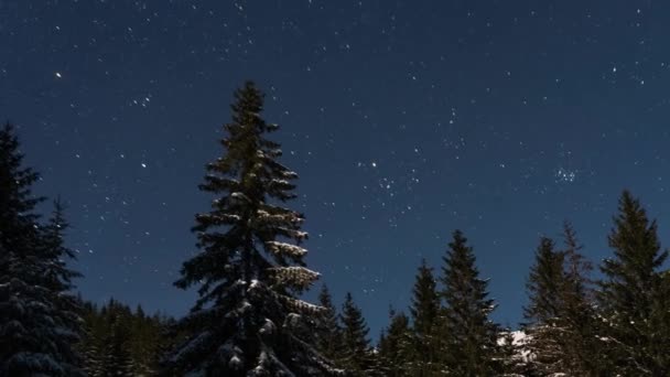 Звезды Движутся Зимнему Лесу Темном Ночном Небе Холодных Горах Природа — стоковое видео