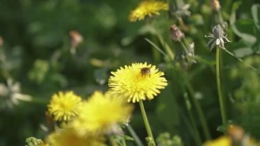 Yeşil baharda sarı karahindiba çiçeğini tozlaştıran yabanarısı güneşli arka planda çiçek açan çayır, yavaş çekim 60fps