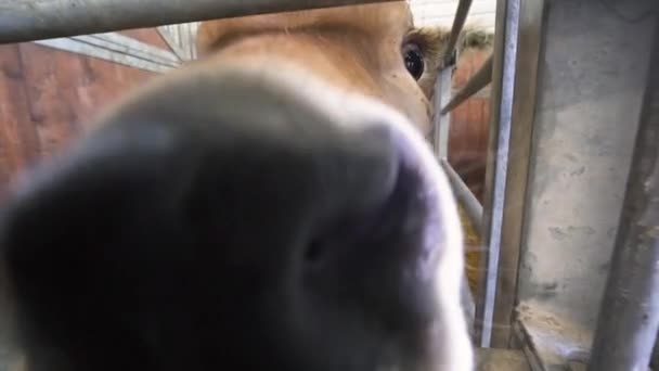 おかしなクローズアップ かわいい若い子牛の舌を出し フェンスの後ろからカメラを舐めようとしています 農家の家畜の背景 — ストック動画