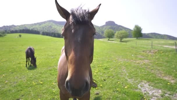 春の農地の自然景観で緑に咲く牧草地で茶色の馬の広い肖像画を閉じます スローモーション — ストック動画