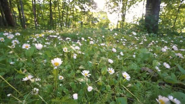 Fleurs Marguerite Blanche Bellis Perennis Fleurissant Dans Nature Fraîche Forêt — Video