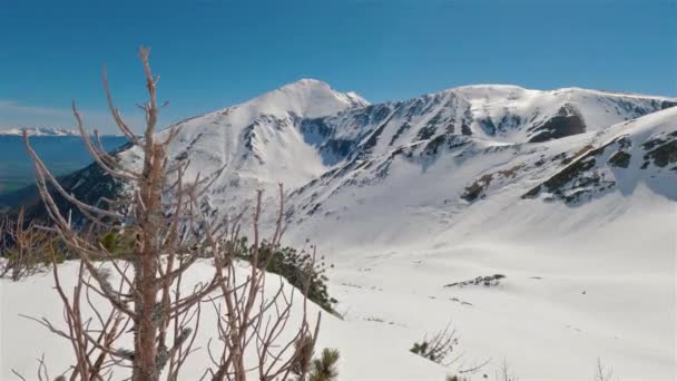 Belo Dia Ensolarado Montanhas Alpes Inverno Com Árvore Seca Primeiro — Vídeo de Stock