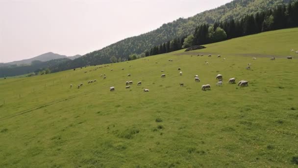 Aerial View Herd Sheep Grazing Fresh Green Grassy Pasture Sunny — Stock Video