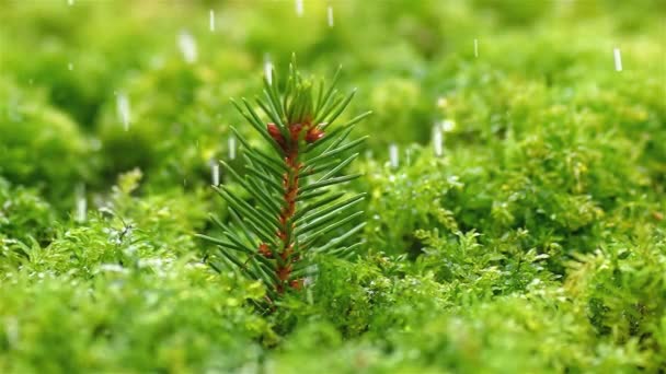 Pada Małym Drzewie Mszalnym Lesie Świeżej Zielonej Naturze Orzeźwiający Deszcz — Wideo stockowe