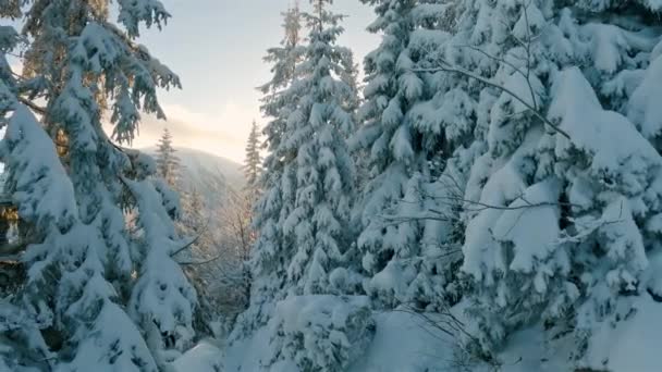 Панорама Зимнего Леса Снежными Деревьями Тихой Солнечной Утренней Природе Рассвете — стоковое видео