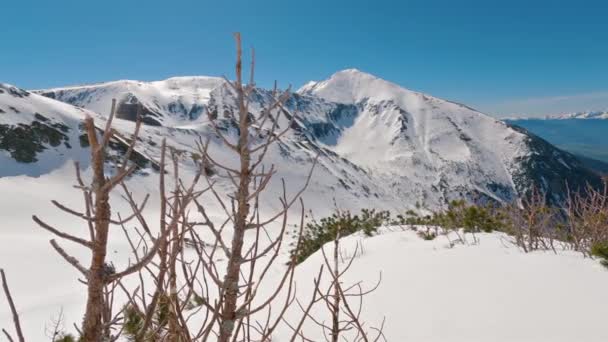 Панорама Солнечных Зимних Альп Сухой Горной Сосной Переднем Плане Снежной — стоковое видео