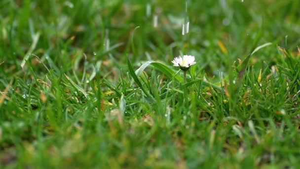 Yeşil Çimenli Çayırlara Beyaz Papatya Çiçekleri Yağmurlu Havanın Yavaş Çekim — Stok video