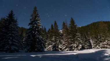 Mavi Yıldızlı gece gökyüzünün zaman çizelgesi. Yıldızlar kış ormanı boyunca hızla hareket ediyor. Ay ışığında doğa, açık hava macerası.