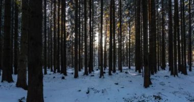 Kış ormanı doğasında güneşin altın ışığıyla hızlı gün doğumu. Doğal Açık Alan arkaplan süresi 4K UHD