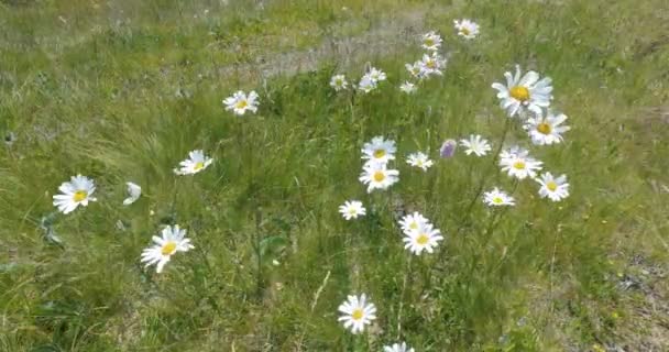 Zöld Virágzó Rét Fehér Százszorszép Leucanthemum Vulgare Virágok Mozgó Szellő — Stock videók