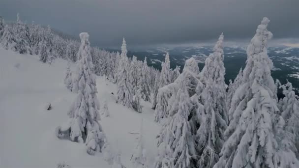 Вид Воздуха Красивый Снежный Лес Деревьями Покрытыми Снегом Холодное Зимнее — стоковое видео