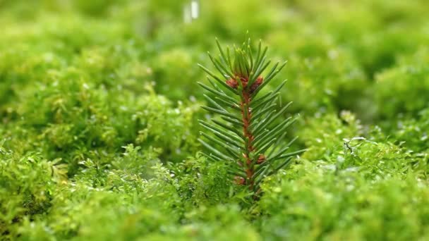 Está Lloviendo Bosque Fresco Musgoso Con Pequeño Árbol Cámara Lenta — Vídeo de stock