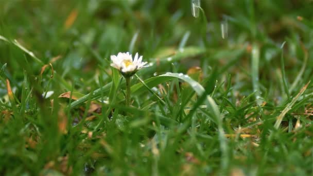それは白いデイジーな花 春の雨の自然の新鮮な雨の遅い動き 平和な自然の背景と緑の草の牧草地で雨が降っています — ストック動画