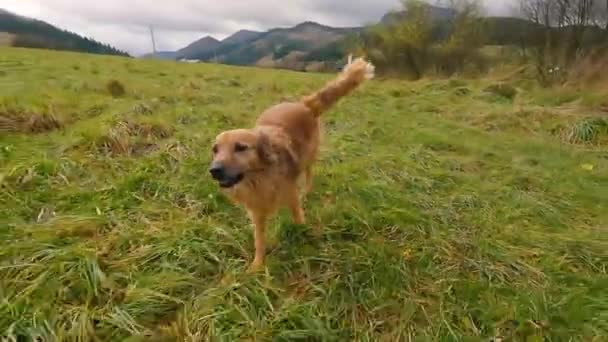 Cute Szczęśliwy Brązowy Pies Działa Spacer Wiosennej Przyrody Idź Kamerą — Wideo stockowe