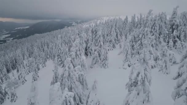 Vreedzaam Vliegen Tussen Besneeuwde Bomen Besneeuwde Bosrijke Natuur Luchtfoto Landschap — Stockvideo