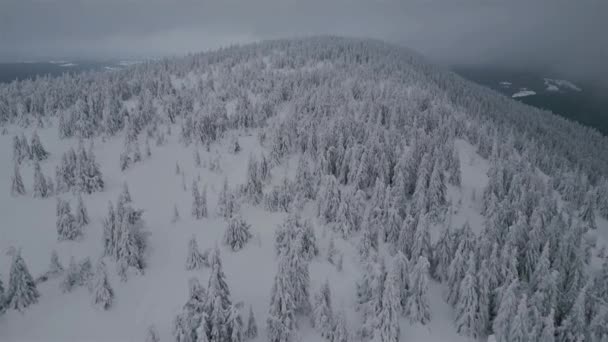 Вид Воздуха Замерзший Лес Зимней Природе Мирный Полет Над Снежными — стоковое видео