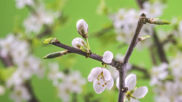 Timelapse Hermosas Flores Blancas Que Florecen Rápidamente Rama Del Árbol — Vídeos de Stock