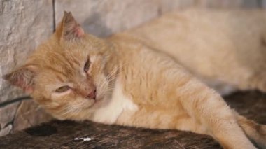 Kızıl, şirin bir kedinin portresi. Huzur içinde uyuyor ve ahşap masada rüya görüyor.