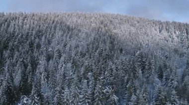 Kış ormanına doğru uçuyor. Karlı odun doğasının havadan görünüşü.