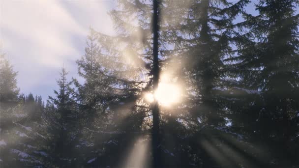 Magisch Zonlicht Mistig Bos Bij Zonsopgang Winter Natuur Outdoor Achtergrond — Stockvideo