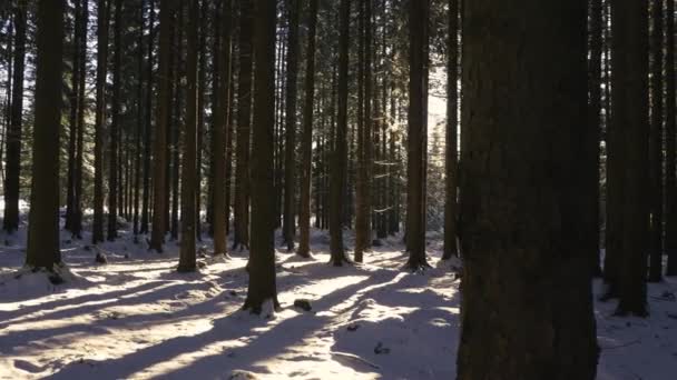 Солнечное Утро Зимней Заснеженной Лесной Природе Спокойном Восходе Солнца Замерзшем — стоковое видео