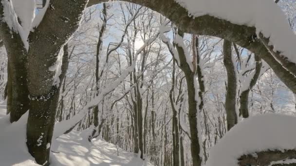 Снежный Лес Прекрасный Солнечный День Зимней Природе Вид Между Снежными — стоковое видео