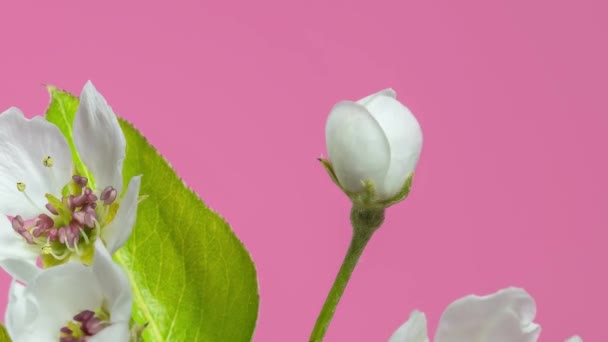 春にピンクの背景に咲く真珠のフルーツの木のエレガントな白い花 — ストック動画