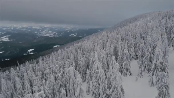 Luftaufnahme Des Gefrorenen Verschneiten Waldes Grauer Bewölkter Natur Kalten Winterbergen — Stockvideo
