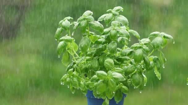 Piove Sulle Erbe Basilico Vaso Fiori Blu Fresca Natura Verde — Video Stock
