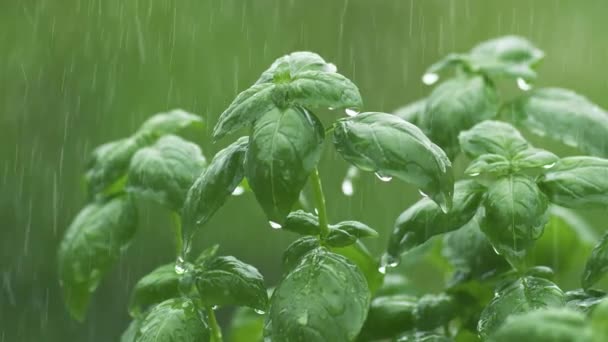 Está Chovendo Ervas Manjericão Verde Natureza Verde Fresca Chuva Refrescante — Vídeo de Stock